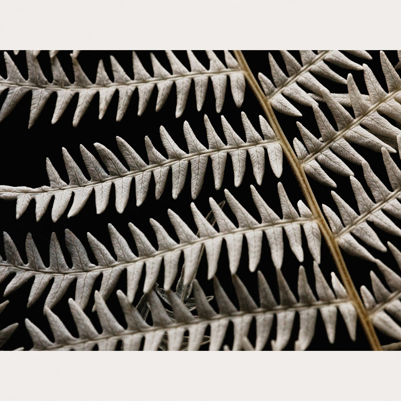 Nordic Simplicity - 2