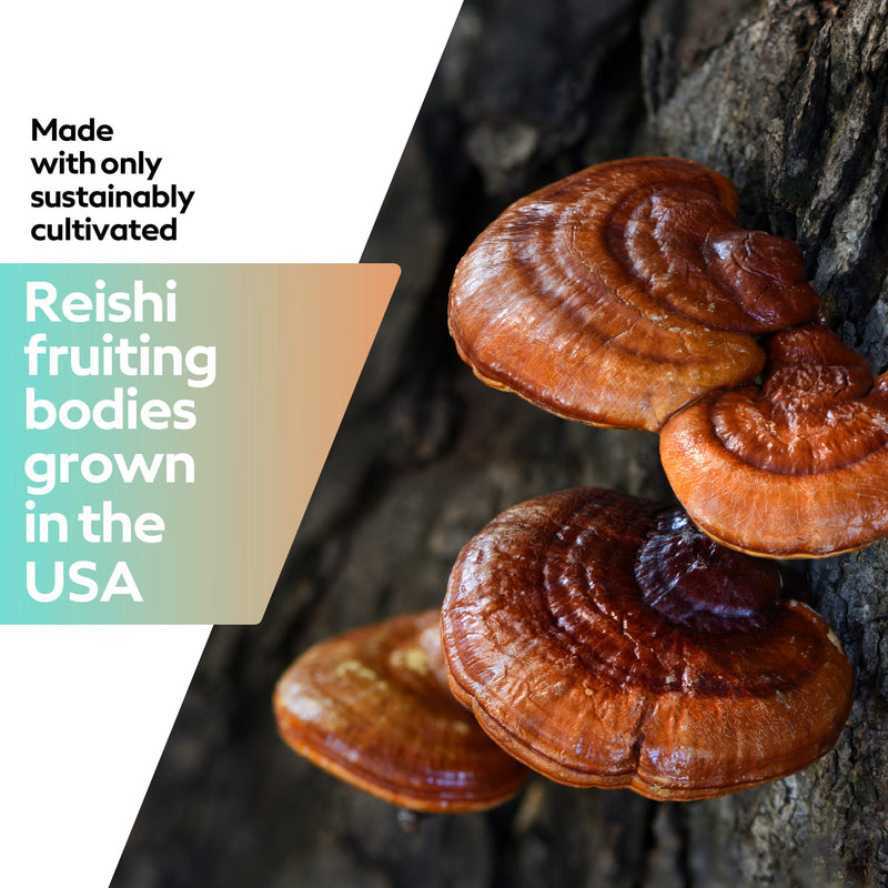 Reishi Mushroom Gummies