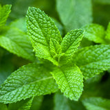 Spearmint Pure Essential Oil - 17mL & 60mL sizes | Fair Trade + Ethically Sourced