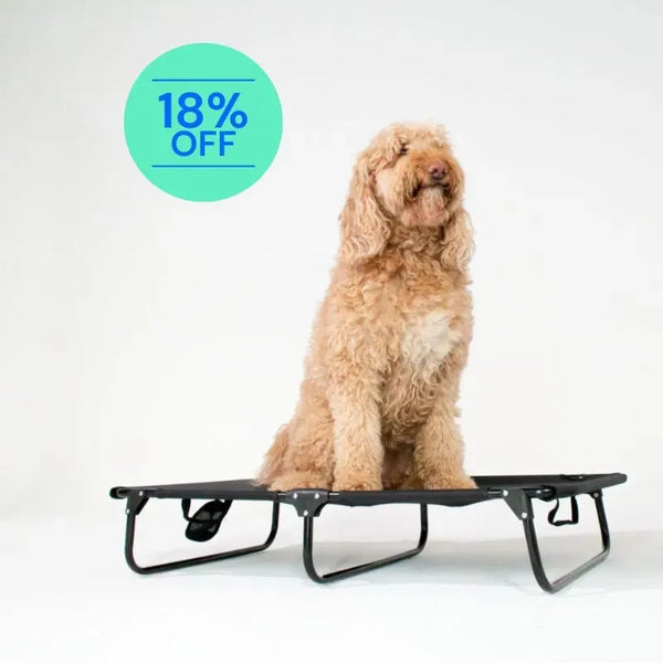 Foldable Elevated Dog Bed