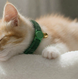 Anypet Small Dark Green Cat Collar with Safety Buckle, Bell & Durable Adjustable Strap – Stylish Comfortable Pet Accessory for Cats
