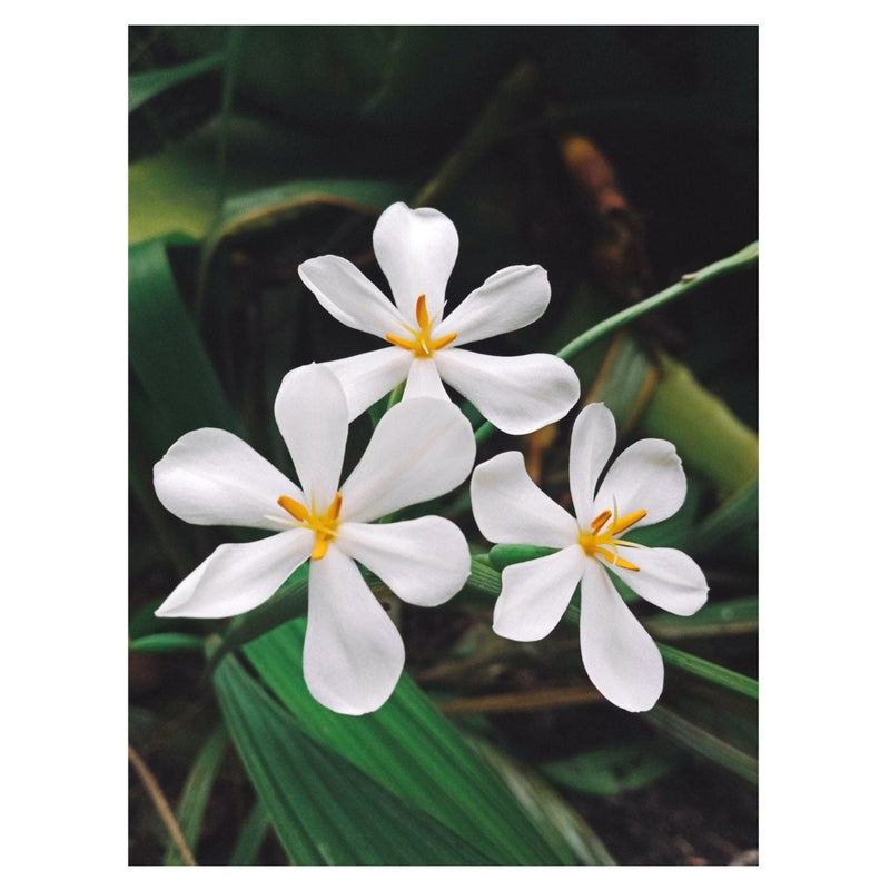 Kati Kaia Revive Natural Skincare Tonics