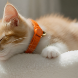 Anypet Large Orange Cat Collar with Safety Buckle, Bell & Durable Adjustable Strap – Stylish Comfortable Pet Collar for Cats
