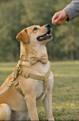 Anypet Custom Velvet Dog Collar Leash Set – Khaki Stylish Pet Accessory