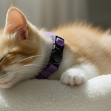 Anypet Stylish Dark Purple Cat Collar – Large Size with Safety Buckle, Bell & Durable Strap