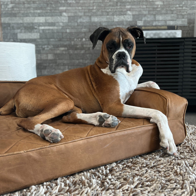 Grand Supreme Leather Dog Bed