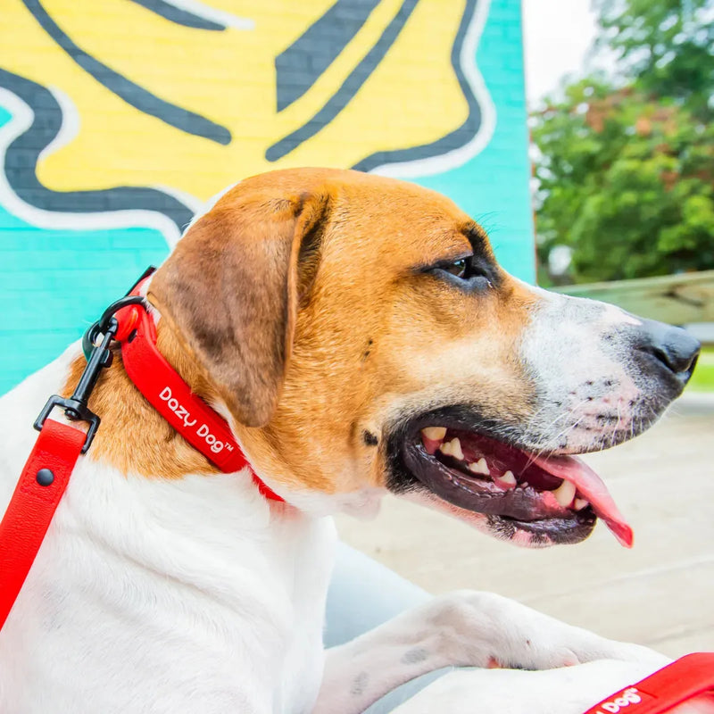 z Dazy Dog Dog Collar Red Large