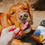 Dog eating high-quality natural treats are good for both small and large dogs as well as puppies. 