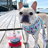 Dog on dock with Lobster Rollover bag of upcycled treats