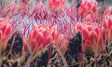 Red Cactus Wrap